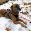NISHA sucht eine aktive Familie