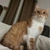 Freundlicher ime (Simon)