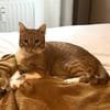 Freundlicher ime (Simon)