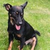 Dobby - Zuhause gesucht