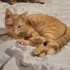 Zutraulicher Sully sucht sein Zuhause