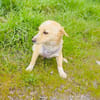 Savannah ein zauberhaftes Mädchen