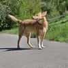 BALU  Ein sensibler Schatz sucht Dich