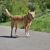BALU  Ein sensibler Schatz sucht Dich