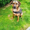 Buck gut erzogen ein toller Familienhund
