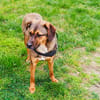 Buck gut erzogen ein toller Familienhund