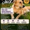 Jack, sucht nach 11 Jahren neues Zuhause