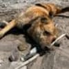 Jack, sucht nach 11 Jahren neues Zuhause