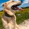 Jack, sucht nach 11 Jahren neues Zuhause