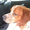 Paul - Gute-Laune-Hund sucht Zuhause
