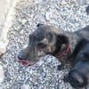Caty ist eine Seele von Hund
