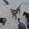 Caty ist eine Seele von Hund