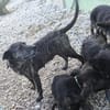 Caty ist eine Seele von Hund