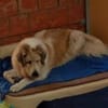 Tulla