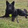 Wolfie ein Traunhund