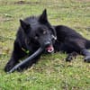 Wolfie ein Traunhund