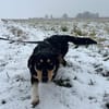 Hundemädchen Juna sucht ihre Familie!