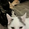 Hundemädchen Juna sucht ihre Familie!