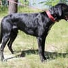 Elvis, großer, sportl. Familienhund