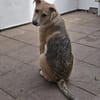 ❤Jessy...liebt Kinder und Katzen