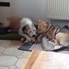 ❤Jessy...liebt Kinder und Katzen