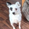 Traurige Hundeseele sucht zuhause