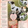 Kleiner Snoopy sucht liebvolles Zuhause