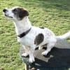 Kleiner Snoopy sucht liebvolles Zuhause