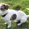 Kleiner Snoopy sucht liebvolles Zuhause