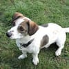 Kleiner Snoopy sucht liebvolles Zuhause