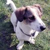 Kleiner Snoopy sucht liebvolles Zuhause