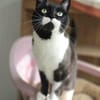 Süßer, älterer Kater Felix