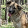 🐾 July  liebevolle, sanfte Hündin