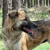 🐾 July  liebevolle, sanfte Hündin