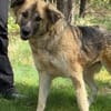 🐾 July  liebevolle, sanfte Hündin
