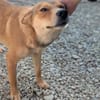 Foxy - liebe Hündin in 33647 Bielefeld