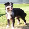 Ziggy - sucht Ruhe und Geborgenheit