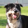 Ziggy - sucht Ruhe und Geborgenheit
