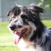 Ziggy - sucht Ruhe und Geborgenheit