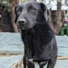 Busca sucht ein nettes Zuhause