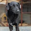 Busca sucht ein nettes Zuhause