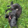 Busca sucht ein nettes Zuhause