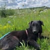Busca sucht ein nettes Zuhause