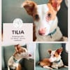 Tilia: Neugierige Podenga-Hündin