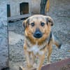 Charmanter JIMMY sucht seine Menschen