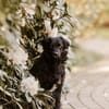 Mogli - sensibler Hund sucht Zuhause