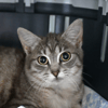 Lucie