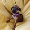ALTEA, CHIOT FEMELLE BERGER CRÉOLE