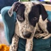 AYANA , CHIOT FEMELLE BERGER CRÉOLE