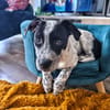 AYANA , CHIOT FEMELLE BERGER CRÉOLE